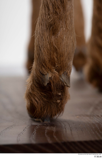 Deer doe foot hoof 0025.jpg